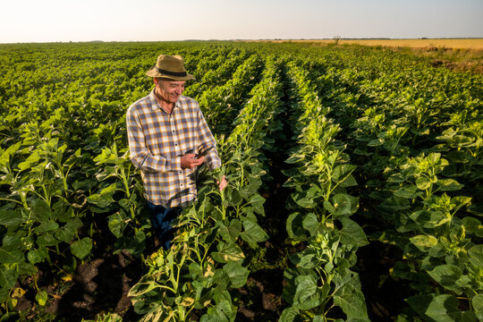 Senior farmer is examining sunflower crops. Happy farmer in his growing sunflower field. - Powered by Adobe