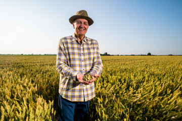 Senior farmer is standing in his growing wheat field. He is holding crops in his hands.