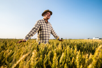 Fototapeta premium Cheerful senior farmer is walking through his growing wheat field. 