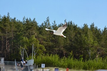 Black-headed gull flying above treetops of conifer forest against clear blue sky. Wild bird in motion with wings spread, spring nature scene