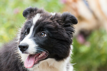 Retrato de un cachorro de border collie