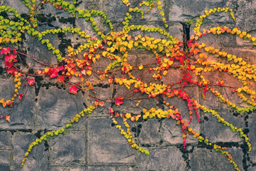 Fall leafs texture background, green, yellow, orange