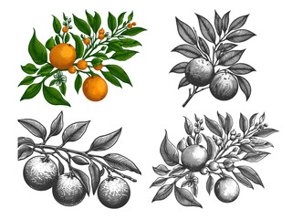 orange branch with fruit, leaves, and blossoms Set collection bundle sketch engraving generative ai raster illustration. Scratch board imitation. Black and white image.