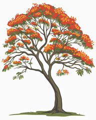Majestic Flame Tree Vibrant Illustration of Nature's Beauty