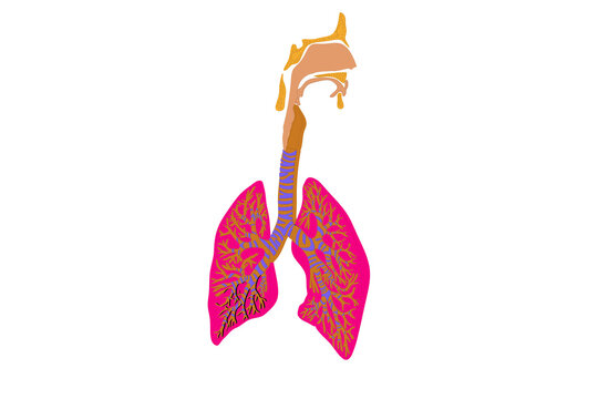 Simplified illustration of the human respiratory system, featuring the larynx, trachea, and brightly colored lungs with intricate bronchi and bronchioles. Ideal for medical education, biology, and