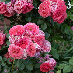 Large Bush of Pink Roses in Full Bloom, Close-Up Floral Background