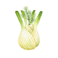 Watercolor illustration of fresh fennel with green feathery fronds and a pale bulb, isolated on transparent background