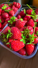 Ripe strawberries picked from the garden. In disposable containers. sale.