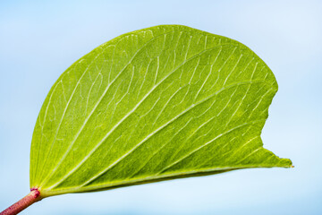 Vibrant green leaf showing intricate vein structure against blue sky