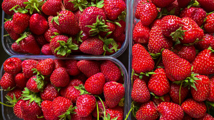 Ripe strawberries picked from the garden. In disposable containers. sale.