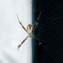 Spider weaving web on black and white background
