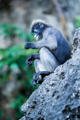 Dusky leaf monkey sitting on a rock in a forest