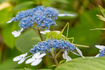 ガクアジサイにとまる緑色のキリギリスの接写
