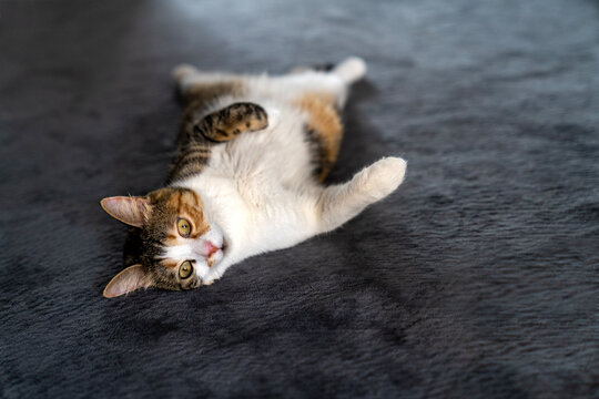 Cute domestic cat lying on soft gray carpet, looking relaxed and playful. Adorable calico kitty resting indoors in cozy home environment. Pet comfort and feline lifestyle background.