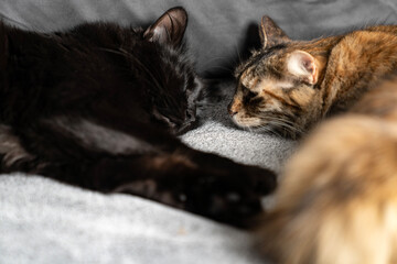 Adorable Sleeping Cats Cuddling on Soft Blanket. Cozy Domestic Pets, Feline Companionship, Peaceful Nap Time, Fluffy Fur, Warm Home Vibes, Cute Animal Friends, Relaxing Pet Lifestyle Scene