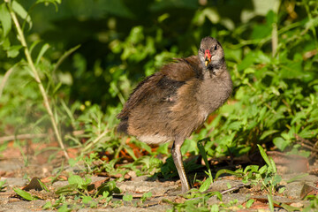 common moorhen chick standing on the ground close-up	
