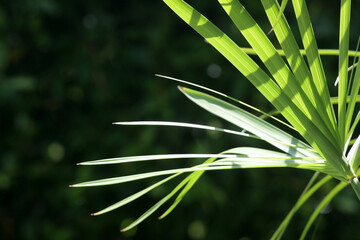 Green tropical palm leaves in sunlight and shadow