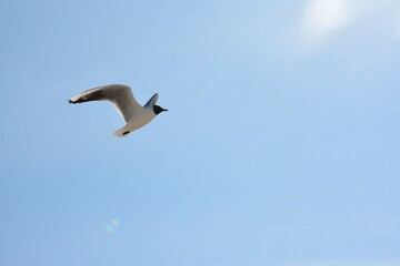 seagull in flight with minimalistic blue background and sunlight 