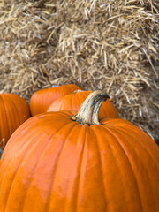 Orange Pumpkin with Hay and Dry Leaves, Close Up