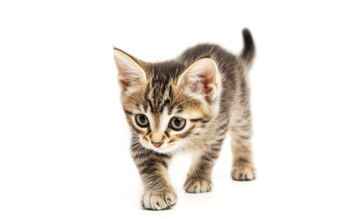 Obraz premium kitten isolated on a white background