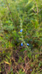blue dragonfly on the grass