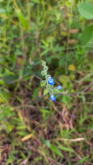 Salvia misella flower