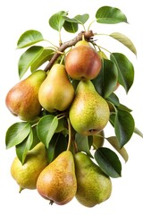 Cluster of ripe pears hanging on a branch with vibrant green leaves