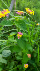 Lantana splendens