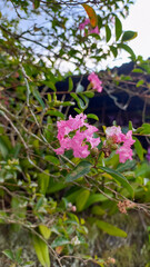 Naklejka premium Lagerstroemia indica