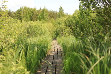 A boardwalk winding through a marshy landscape. Wetlands of Europe. Ukrainian Polissia. Chernihiv region.