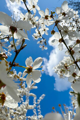 Looking Up Through Cherry Blossoms Toward Spring Sky