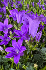 Purple Bellflowers Blooming in Dense Garden Cluster