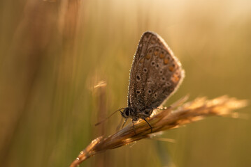Motyl modraszek ikar na łące w kroplach rosy, tło natury sezon letni. 