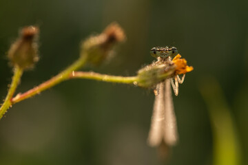 Mała ważka w kroplach rosy o świcie na łące, tło natury.
