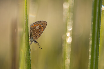 Motyl modraszek ikar na łace w kroplach rosy.