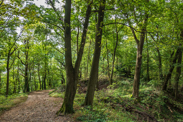 Black Forest In Southwest Germany