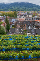 Freiburg im Breisgau and Vineyard in Germany