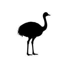 Rhea flat silhouette vector flat illustration design.