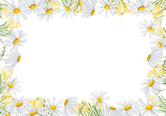 Delicate daisies with white petals, rectangular frame. Watercolor illustration. Meadow and wildflowers are isolated on a white background. The theme of spring, summer, children's textiles and Easter.