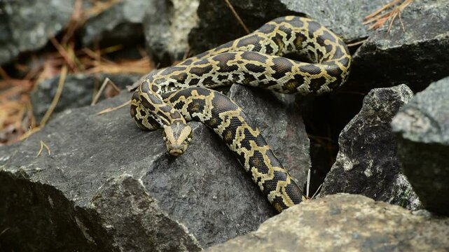 royal python close up with skin texture. snake python on rocks and on ground surface