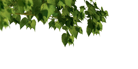 green leaves isolated on white background