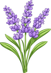 Obraz premium Colorful Cartoon Lavender Flower Illustration – Botanical Herbal Plant Drawing