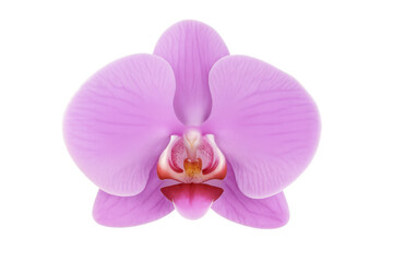 Pink orchid flower blooming, isolated on transparent background, perfect for floral designs and projects