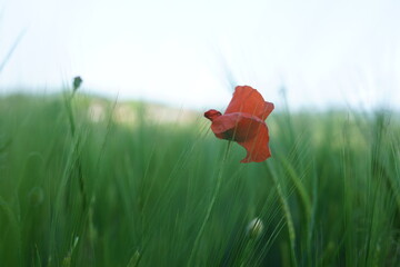 Red poppy among green wheat in the field, macro