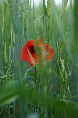 Barley field with green spikes and wildflowers