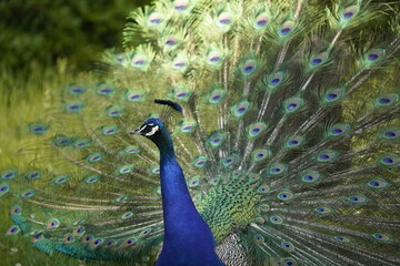 Obraz premium Retrato de un Pavo Real con las plumas extendidas , creando textura y color