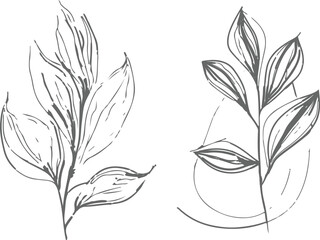 Two Gray Scale Botanical Line Drawings Leaf Branch Sketch Hand Drawn Illustration Floral Design Elements