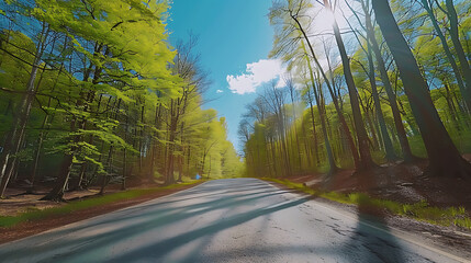 Serene Sunlit Forest Paths: Morning Light Filtering Through Lush Canopies