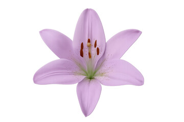 Naklejka premium Beautiful pink lily flower blooming, isolated on transparent background, perfect for floral designs and creative projects