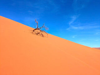 Old tree dune sand Namibia